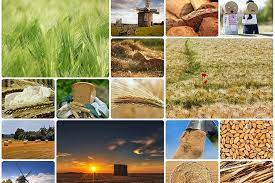 Check spelling or type a new query. How To Make A Photo Collage In A Google Slide