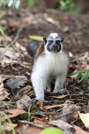 Animals In The Rain Forest Rainforest Animals Animals Rainforest