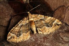 Image result for Pelurga comitata