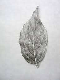 But you can practice more and more to make your drawings perfect. Observational Drawing Of A Leaf