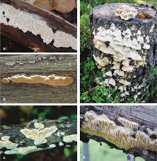 Image result for Heteromorpha