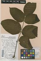 Image result for Lannea schimperi