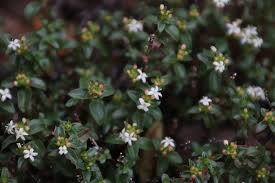 Image result for Otiophora