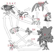 A food chain shows a sequence of living things in which one organism eats the one. Food Web Label Key