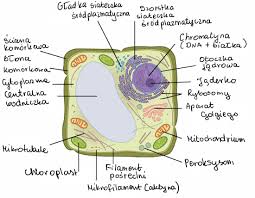 We did not find results for: Plant Vs Animal Cells Review Artykul Khan Academy