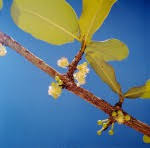 Image result for Garcinia kingaensis