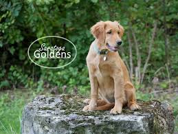 You'll find below all the articles written in the puppy category of this site. Our Golden Story Saratoga Goldens