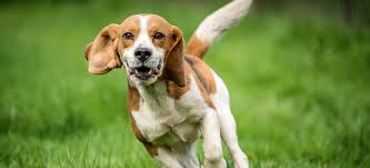Over 20 years of experience to give you great deals on quality home products and more. Beagles The Smart Little Hounds That Are Both Furry Friend And Working Dog Country Life