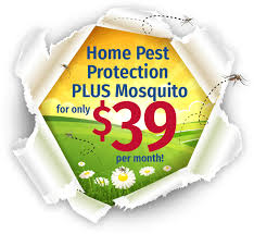 Cook's has been providing pest control, termite control, and mosquito control in your neighborhood for more than 90 years. All American Pest Control Local Pest Pros Serving Nashville Middle Tn