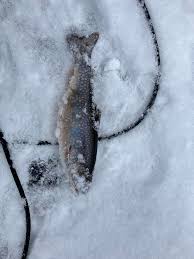 One trout for the fry pan so far. Marking fish but man can they be stubborn  some days.