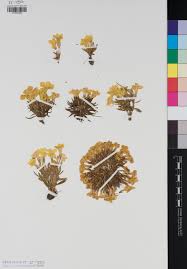 Image result for Sebaea microphylla