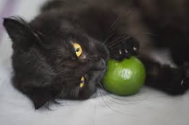 Omnomnom Cats Black Cat Animal Lover