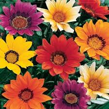 Image result for foto Gazánie