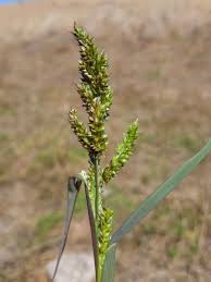 Image result for Echinochloa