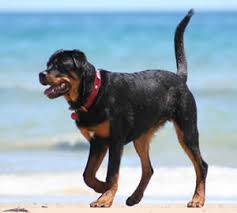 Maybe you would like to learn more about one of these? Rottweiler Dog Names Find 101 Names And Meanings For Your Rottweiler Dog