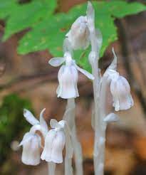Ontario Parks On Instagram Have You Seen This Mysterious Plant Around Our Parks Monotropa Uniflora Also Known As Ghost P Ghost Plant Ontario Parks Plants