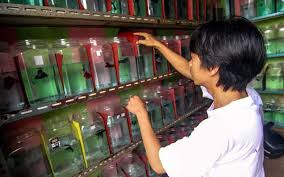 Check spelling or type a new query. Budidaya Ikan Cupang Kembali Tren Saat Pandemi Covid 19 Bisnis Com