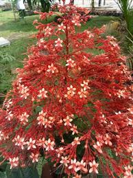 Image result for Clerodendrum silvanum