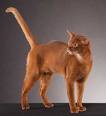 Available Abyssinian Kittens For Sale & Cats For Adoption