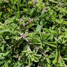 Maybe you would like to learn more about one of these? Coastal Galenia Blanket Weed Carpet Weed Galenia Pubescens Weeds Of Melbourne