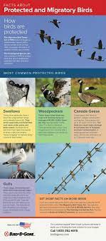 Pin By Cecelia Carpenter On Info Graphics Migratory Birds Flying Insects Bird Feeders
