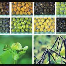 Image result for Vigna reticulata