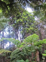 Image result for Kuloa michelsonii