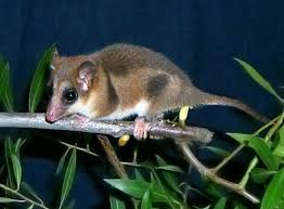 Image result for Monotes glaber