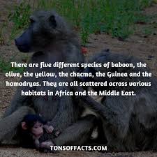 Pin On Interesting Facts About Animals