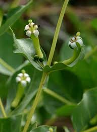 Image result for Fadogia tomentosa
