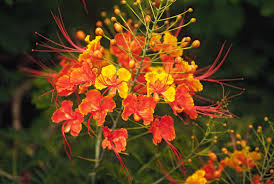 Central texas wetland plants is a collection of institutional knowledge and photos taken in and around the austin area. Best Shrubs With Red Or Orange Flowers