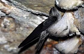 Perusahaan makanan dan minuman sehat berbasis sarang burung walet, realfood, memperkenalkan minuman sarang burung walet. Prospek Jangka Panjang Bisnis Sarang Burung Walet Mitra Usaha Tani