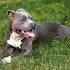 American Pit Bull Terrier Dog Breed Information, Pictures ...