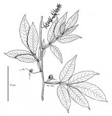 Image result for Sapindaceae