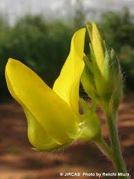 Image result for Crotalaria oocarpa