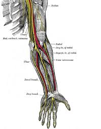 Image result for Nerve Conduction Velocity