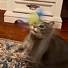 ✨ Long-Term Resident Spotlight: Meet Louie! ✨ Louie has been with us since  August 2024, patiently waiting for a forever home. He's 5 years old, and we  would love for him to