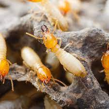 These pest control specialists have been in the business for 78 years now. Termite Control Raleigh Nc Termite Exterminator Home Inspection Repair