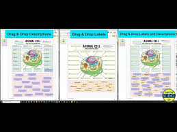 Each cell can be thought of as a large factory with many departments, like manufacturing, packaging, shipping, and accounting. Tangstar Science Big Female Reproductive System Foldable By Tangstarscience