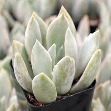 Image result for Criscianthus