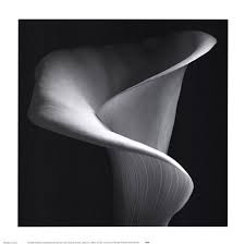 Calla Lily By Jeffrey Conley Black And White Flowers Black And White Drawing Calla Lily