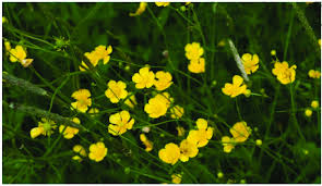 Image result for Ranunculus acris