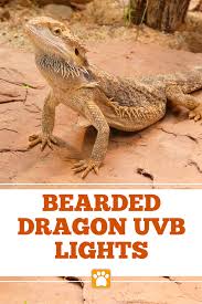 Best Bearded Dragon Uvb Lights Buying Guide Bearded Dragon Tank Bearded Dragon Bearded Dragon Funny