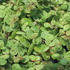 Image result for Tragia prostrata