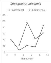 Image result for Stipagrostis uniplumis