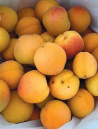 How to tell when apricots are ripe: Apricots Edible Monterey Bay