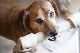 We've put them in order of price ascending, and the review section below reflects this same order to make it easy for you to browse through. The 10 Best Pet Stores In Oklahoma
