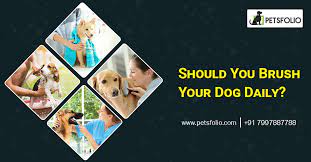 Should You Brush Your Dog Daily
