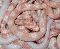 Even though the aren't poisonous, they have fascinating power. How Do I Treat Corn Snake Bites With Pictures