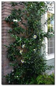 Camellia Sasanqua Setsugekka Hedges Landscaping Shade Plants Hedging Plants
